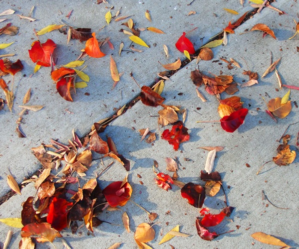 Leaves on Sidewalk - Colorful Tree - Fall Color - Dublin, California - November Fall Foliage - Red Leaves