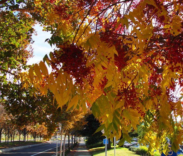 Leaves on Sidewalk - Colorful Tree - Fall Color - Dublin, California - November Fall Foliage - Red Leaves