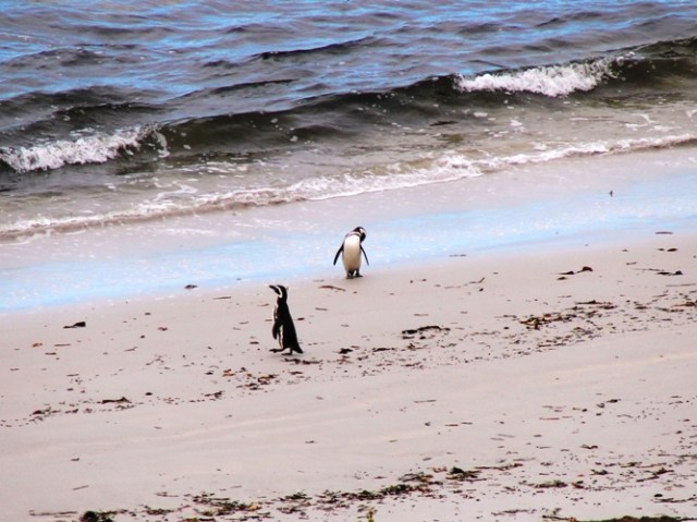 Yorke Bay - Falkland Islands - Malvinas - Gypsy Cove - Penguins - Magellanic Penguins