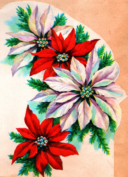 Red and White Flowers - Feast of St. Stephen - Good King Wenceslas