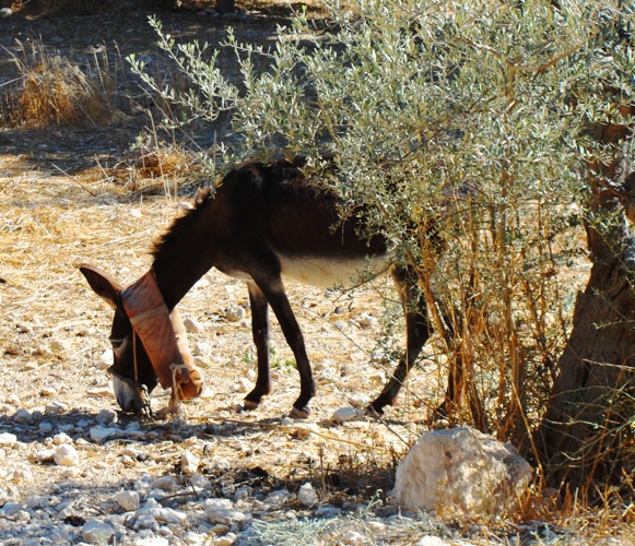 Donkey at Nazareth - Nativity Scene - Nazareth Village - Christmas - Israel