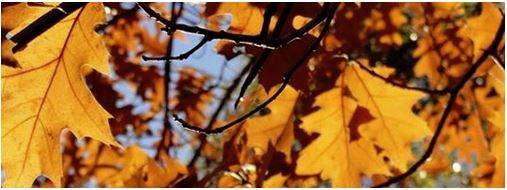 Cover Picture - Fall Leaves - Colorful Leaves - Facebook Cover Photo