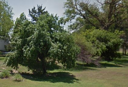 Trees - Crab Apple Trees - Large Trees 