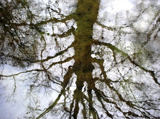 Reflection of Tree in water - Milan - Winter reflection - Artistic Milan