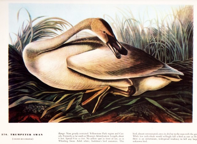 Trumpeter Swan - John James Audubon - Bird Print - Illustration - Audubon Print