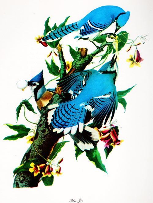 John James Audubon - Blue Jay - Audubon Print - MacMillan - Audubon Birds of America
