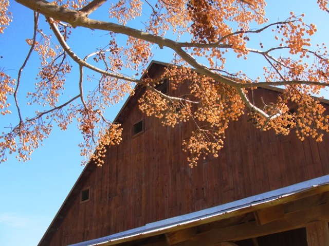 Barn in Winter - Sorbus or Rowan tree? - Tree Identification - Old Barn - Winter