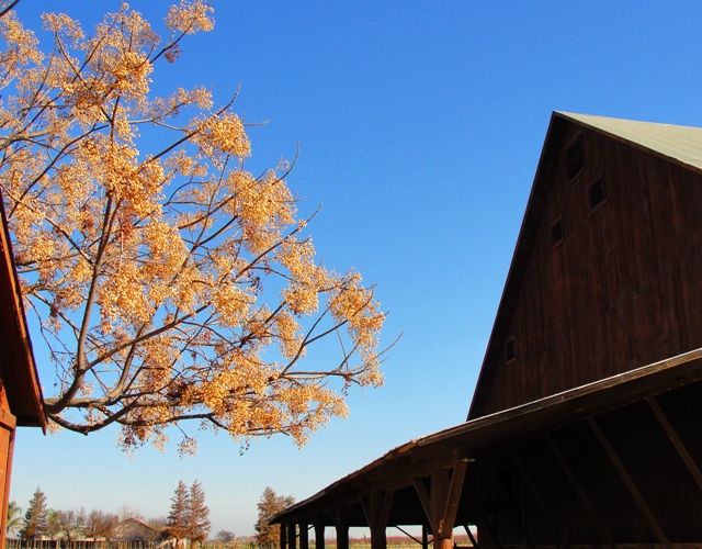 Barn in Winter - California Central Valley - Old Barn - Winter Tree