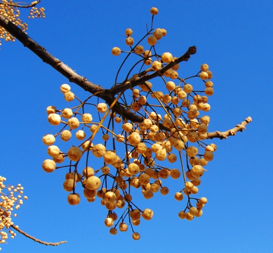 Berries - Tree - Rowan Tree? - Sorbus Tree? - Winter Tree