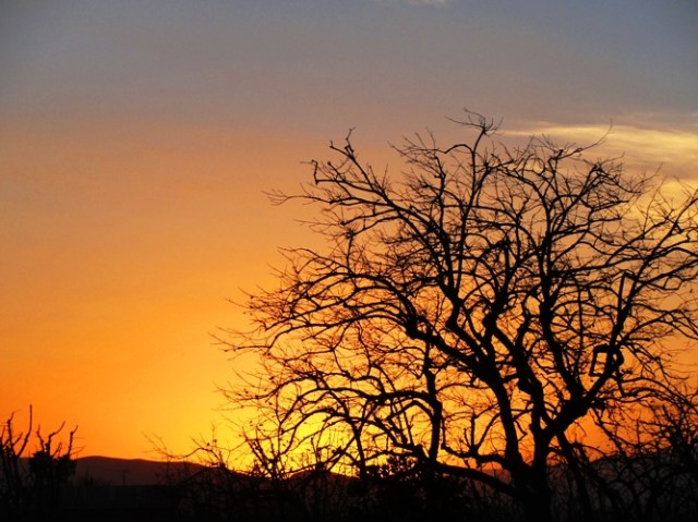 Sunset over the Central Valley California - Patterson - Silhouette - Tree - Golden Sunset