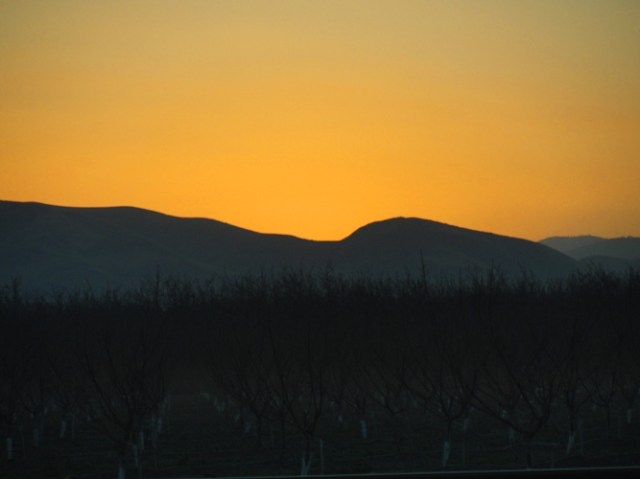 Orchard at Sunset - Patterson, CA - Patterson Hills - Golden Sunset - California Sunset