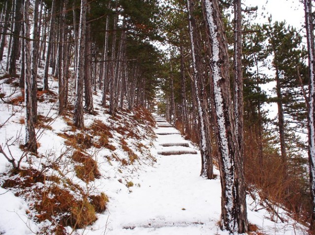 Jena, Germany - Walk in the Woods - Winter Walk - Snow Covered Trail - Hiking - Wanderweg