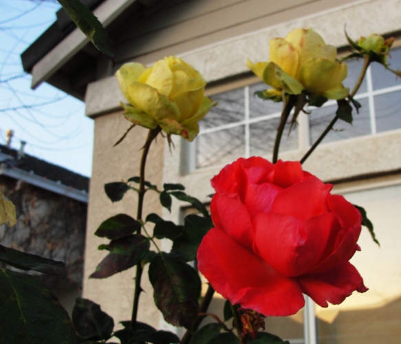 New Year Roses - Pruning Time - Rose pruning - Tropicana Roses - St. Patrick Roses