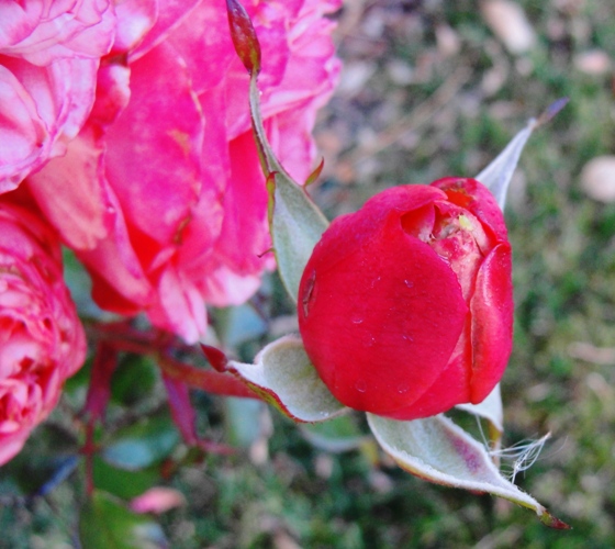 Pink New Year Rose - Rose Bud - Floribunda - Pruning Time