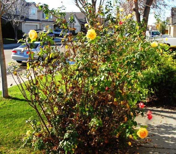 Winter Pruning - Floribunda - Yellow Roses - Pink Roses - Winter Cutting - Rose Bushes