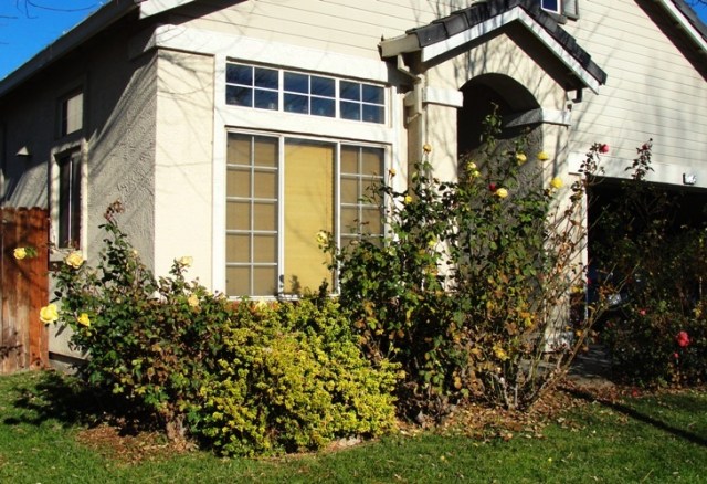 Pruning Roses - Rose Bushes - St. Patrick Hybrid Tea Rose - Winter Pruning