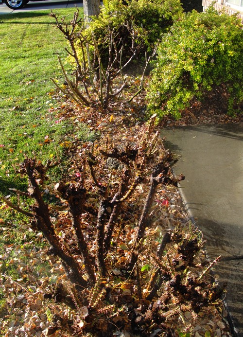 Pruned Rose Bushes - Winter pruning - Rose Bush Shaping - Ready for growth
