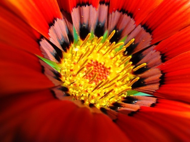 Sydney Daisies - Asteraceae - Daisy - North Ryde, Australia - Red Daisy