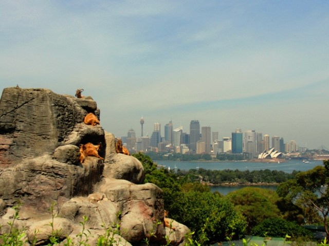 Taronga Zoo - Sydney Harbour - Sydney Australia - Opera House - Zoo with a View