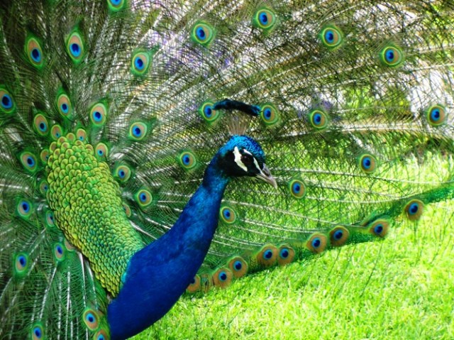 Peacock at Taronga Zoo - Bird Pictures - Sydney Zoo - Peacok Picture