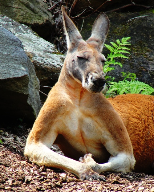 Kangaroo - Taronga Zoo - Sydney Zoo - Australia - Zoo Exhibits
