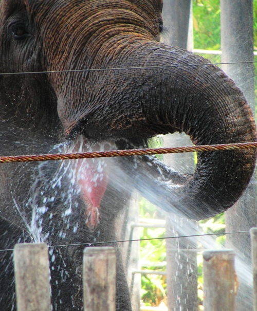 Elephant - Bath Time - Elephant at Taronga Zoo - Australia - Sydney Zoo