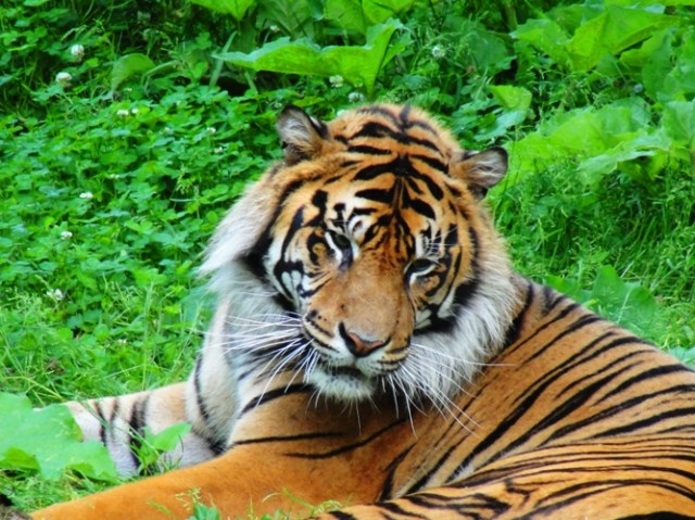 Sumatran Tiger - Panthera tigris sumatrae - Toronto Zoo - Tigers