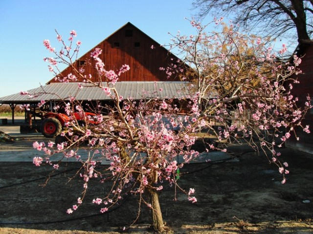 Peach Blossoms - Century Old Peach Tree - Peach Tree - Pink Blossoms
