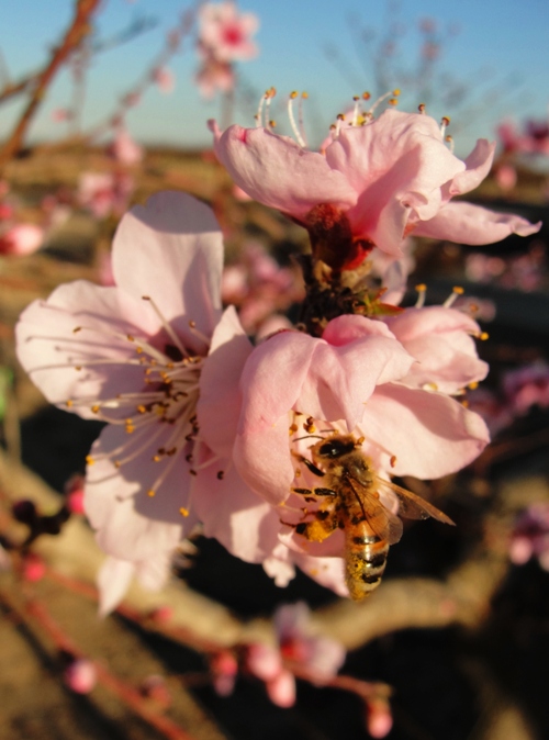 Peach Blossoms - Bees - Pollination - Peach Tree - Orchard