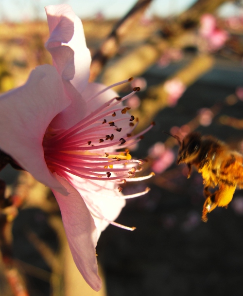 Honey Bee - Peach Blossom - Pollen Collection - Pollination