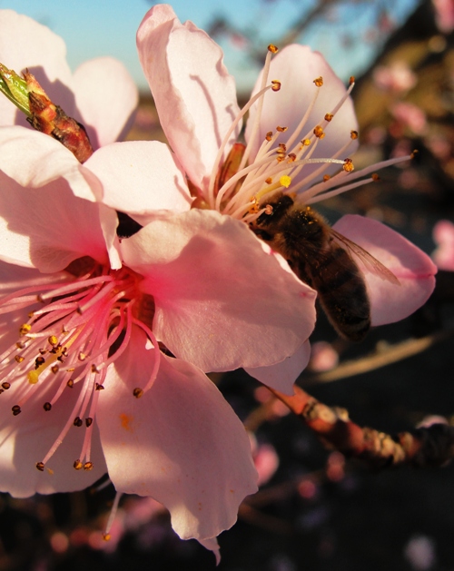 Peach Blossoms - Honey Bee - Pollination - Honey - Peaches