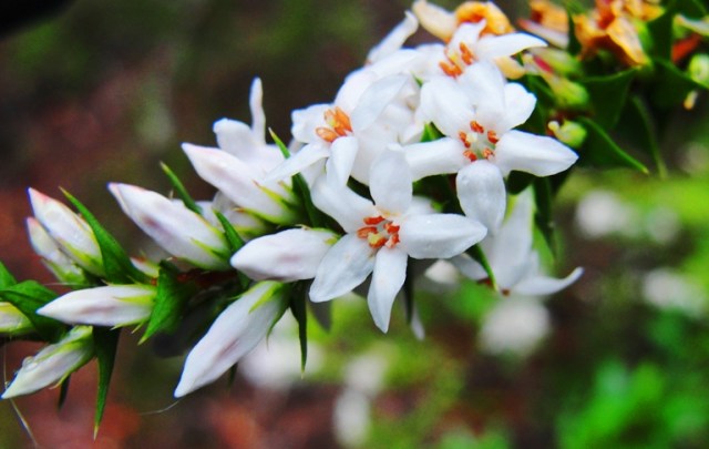 White Flowers - Blue Mountains - Little White Flowers