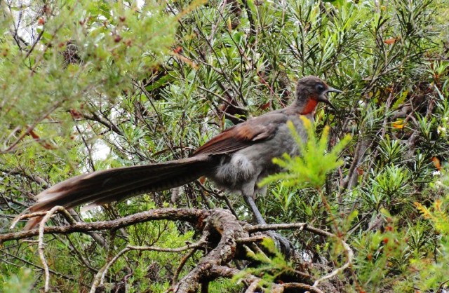 Blue Mountain Bird - Blue Mountains - Australia - Bird ID