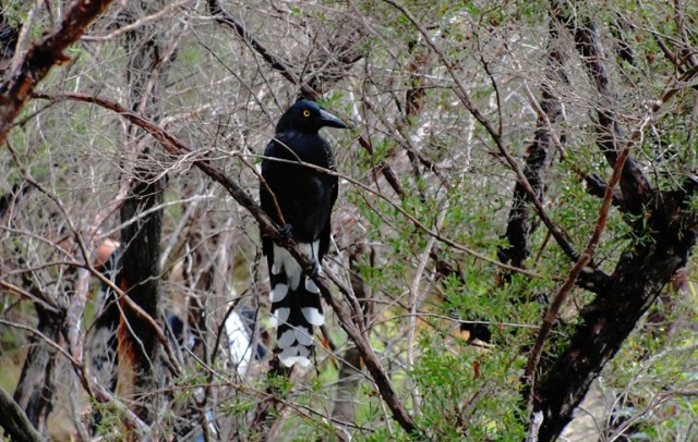 Pied Currawong (Strepera graculina) - Australian Bird - Blue Mountains