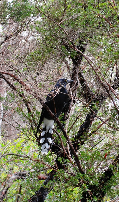Pied Currawong (Strepera graculina) - Australian Bird - Blue Mountains