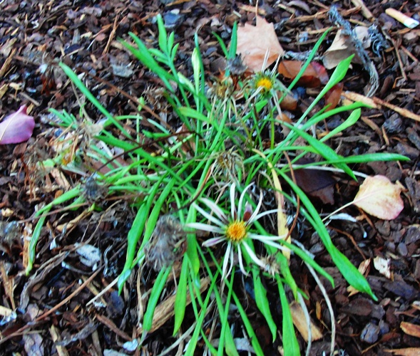 Spent Daisies - Summer Flowers - Sydney Daisies