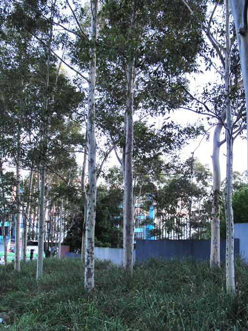 Trees in Australia - North Ryde - Trees - Eucalyptus trees