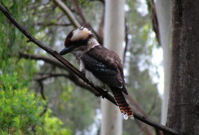 Laughing Kookaburra - Dacelo novaeguineae - Kingfisher - Kookaburra Close Up