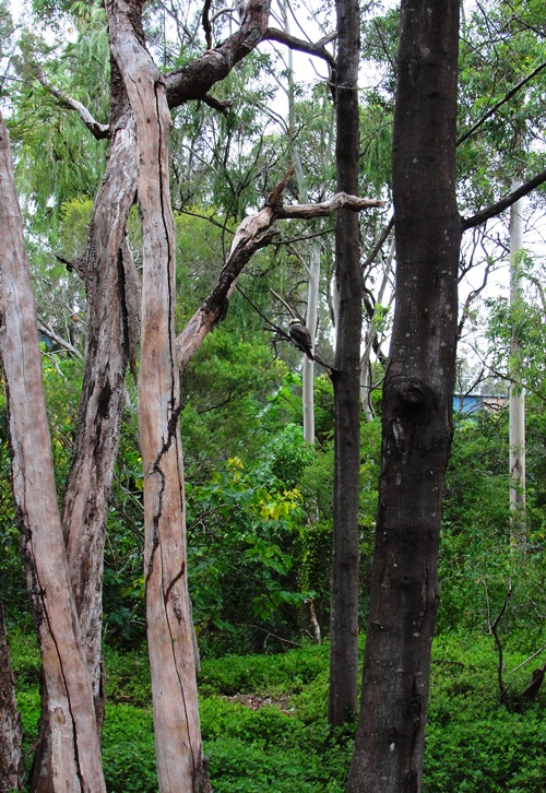 Laughing Kookaburra - Shrimptons Creek Trail - Kookaburra Laugh