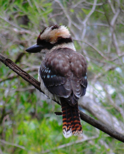 Laughing Kookabura - Dacelo novaeguineae - Giant Kingfisher - Kookaburra Tail Feathers