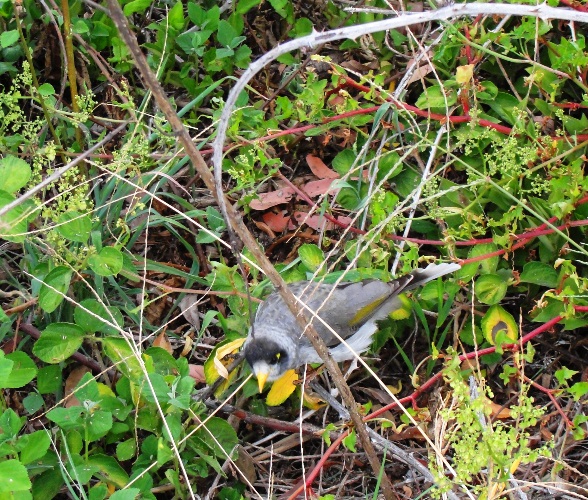 Noisy Miner - Manorina melanocephala - Bird in Australia - Nature Walk