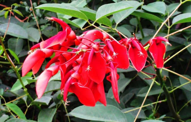 Red Flowers in Australia - Nature Walk - Plant Identification