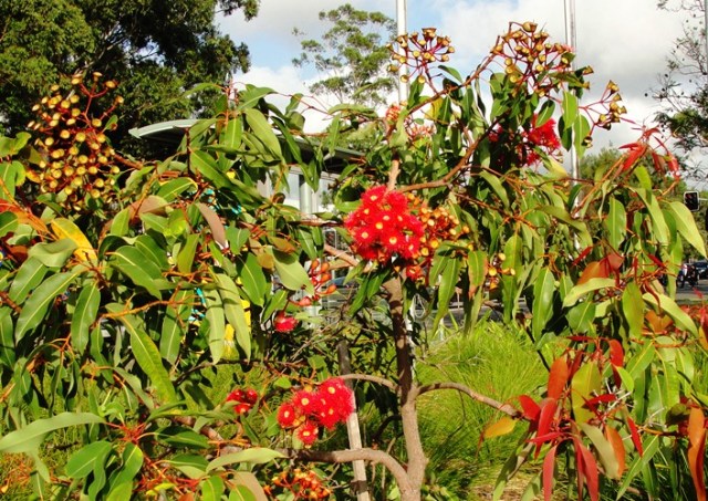 Red Flowers in Australia - Office environment - Australia Flowers - Walk to Work