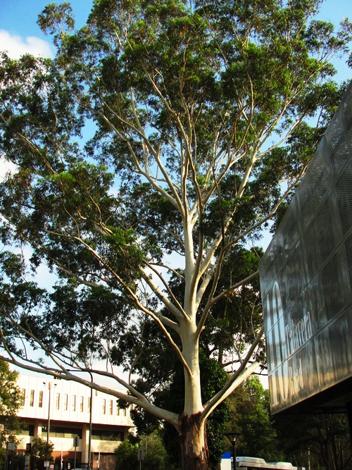 Giant Eucalyptus Tree - Tree in Australia - Eucalyptus Tree