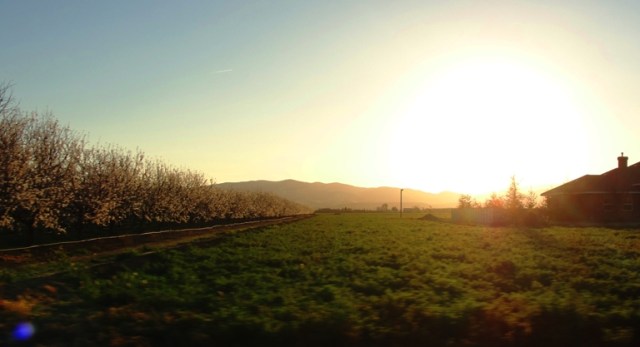 Orchard at Sunset - Patterson Hills Sunset - Orchards - Patterson - Sunset