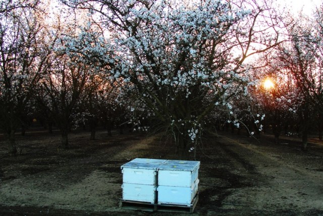 Orchard Sunset - Almond Orchard - Bee Hives - Sunset Orchard - White Blossoms