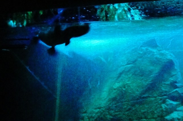 Platypus - Taronga Zoo - Ornithorhynchus anatinus - Swimming Platypus