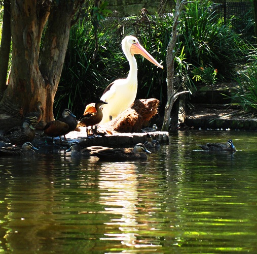 Australian Pelican - Taronga Zoo - Pelecanus conspicillatus