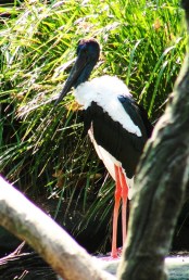 Black-necked Stork - Ephippiorhynchus asiaticus - Taronga Zoo - Wetland Birds - Australian Birds