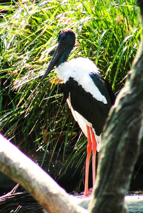 Black-necked Stork - Ephippiorhynchus asiaticus - Taronga Zoo - Wetland Birds - Australian Birds